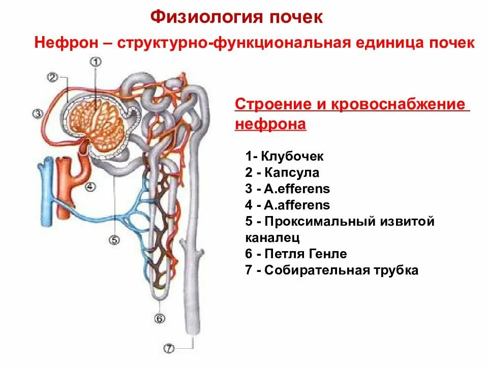 Капиллярный клубочек почечная лоханка почечный каналец. Строение почки и строение нефрона. Строение нефрона почки анатомия. Мочевыделительная система человека строение нефрона. Отделы нефрона почки физиология.