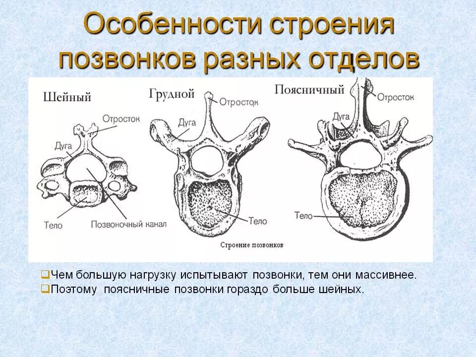 Отличие отделов позвоночника. Строение шейного грудного и поясничного позвонка. Строение шейных грудных и поясничных позвонков. Особенности строения шейных грудных и поясничных позвонков. Характерные особенности позвонков различных отделов.