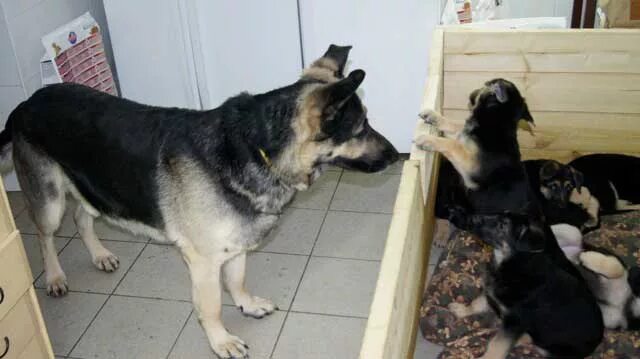 чем кормят щенков восточно европейская. чем кормят щенков восточно европейская. чем кормят щенков восточно европейская. щенки восточно европейской овчарки новорожденные. восточно-европейская овчарка 2 года.