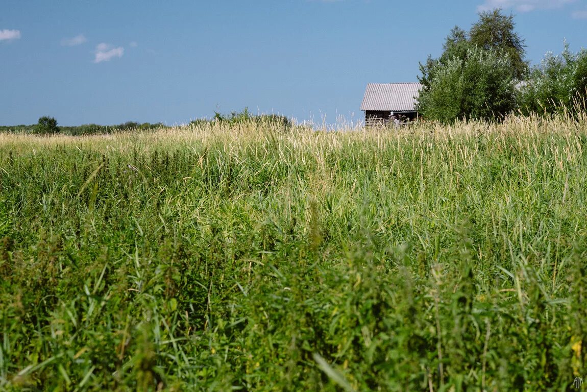 Село крапива. Травка в деревне. Деревенская трава. Поле травы в деревне. Пустырь в деревне.