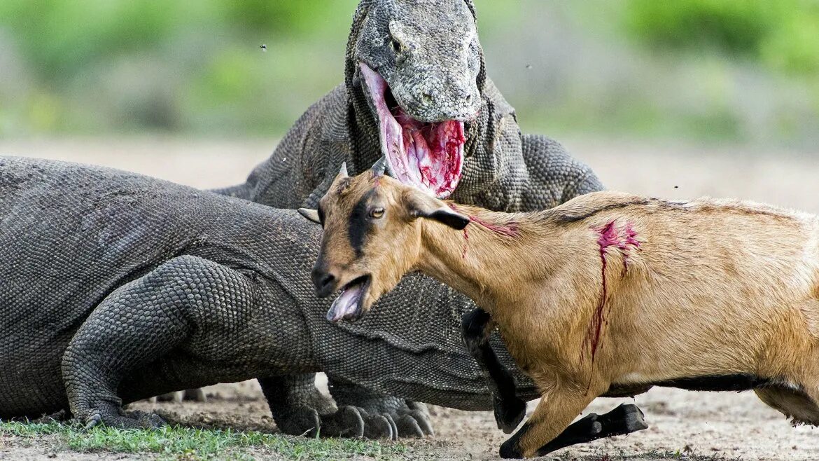 комодский варан хищник. комодский варан охотится. комодский варан животное. комодский варан охотится. комодский варан охотится.