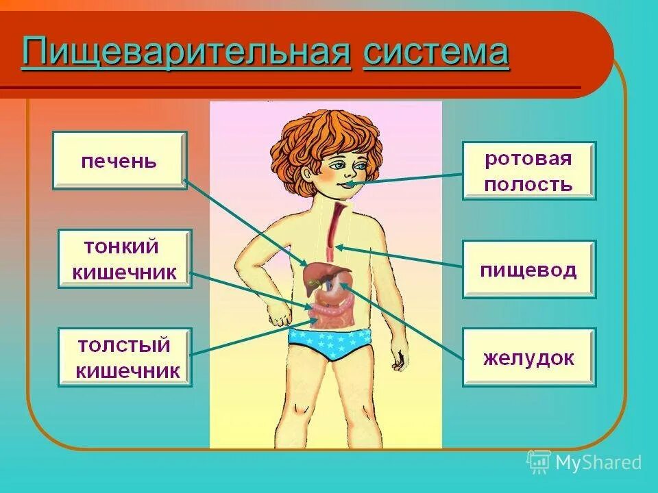 Тело человека органы 4 класс окружающий мир. Пищеварительная система 3 класс окружающий мир. Система пищеварения 3 класс окружающий мир. Пищеварительная система человека 4 класс окружающий мир. Пищеварительная система человека для дошкольников.