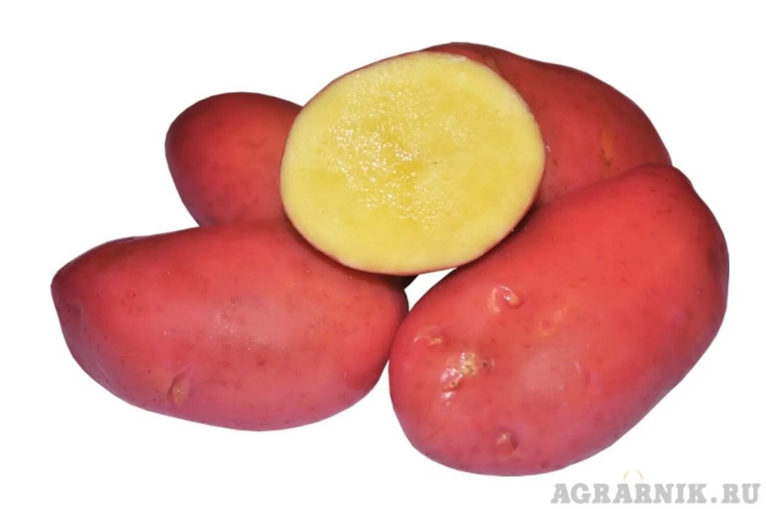Картофель круглый. Сорта картофеля красная кожура желтая мякоть. Сорта картофеля красная кожура желтая мякоть. Сорта картофеля красная кожура желтая мякоть. Красный картофель сорта с желтой мякотью.