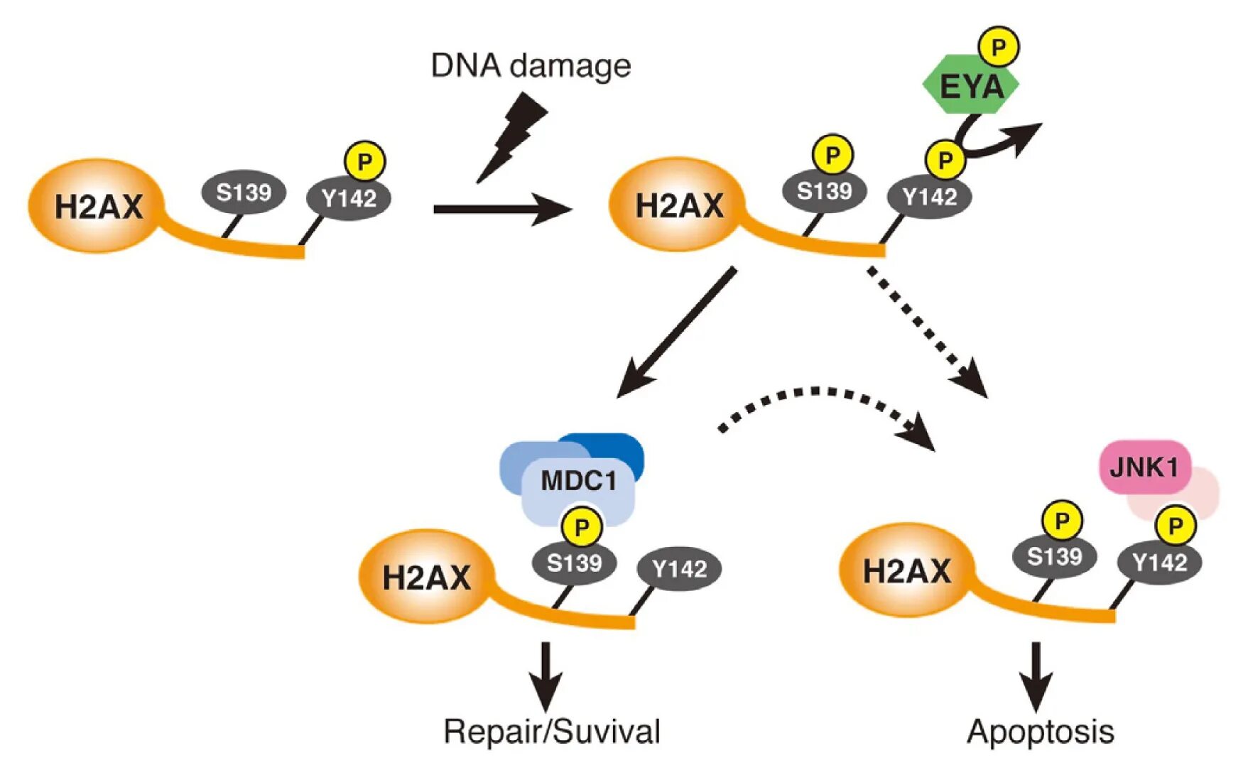 Фосфорилирование ДНК. Shh сигналинг. DNA Damage. Shh сигналинг d CNS.