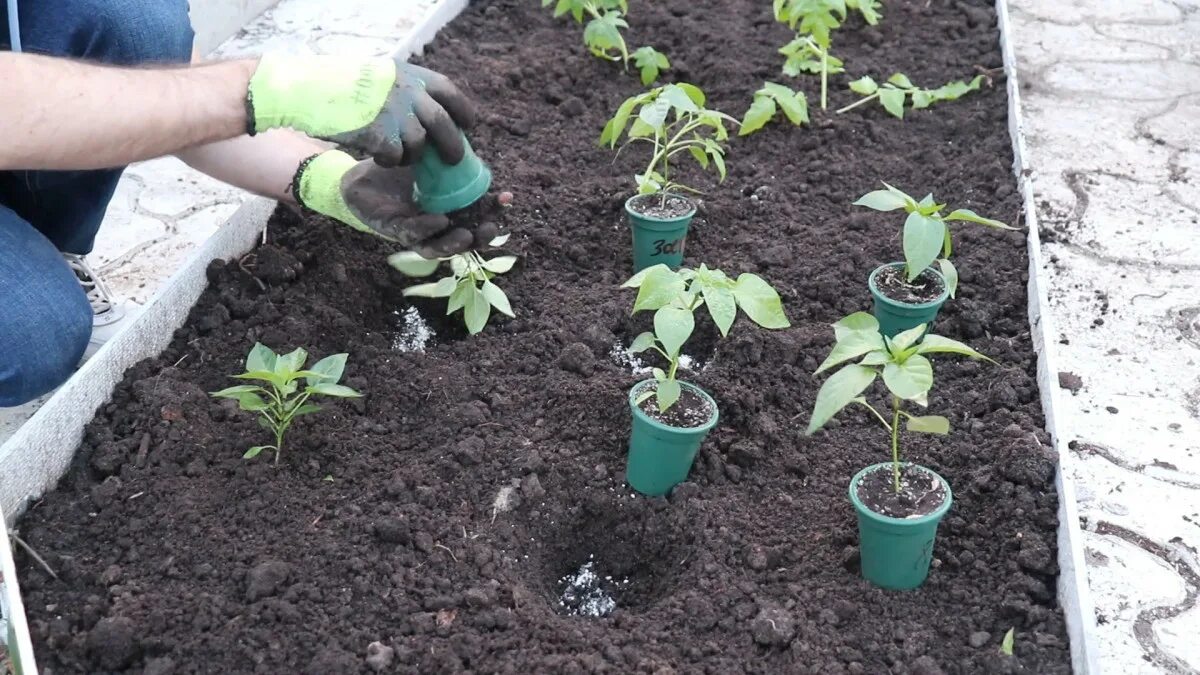 Можно ли сажать перец в марте. Высаживание рассады перца. Высадка рассады перца в открытый грунт. Высадка томатов в открытый грунт. Посадка перца в грунт.