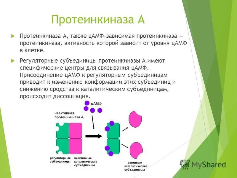 Протеинкиназа а