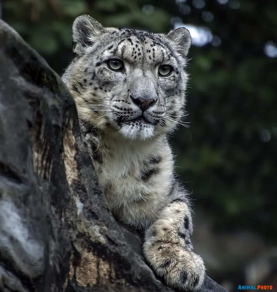 фотки новых животных. дикие звери. мини лиса фенек. гибриды разных животных. хохлатая игрунка.