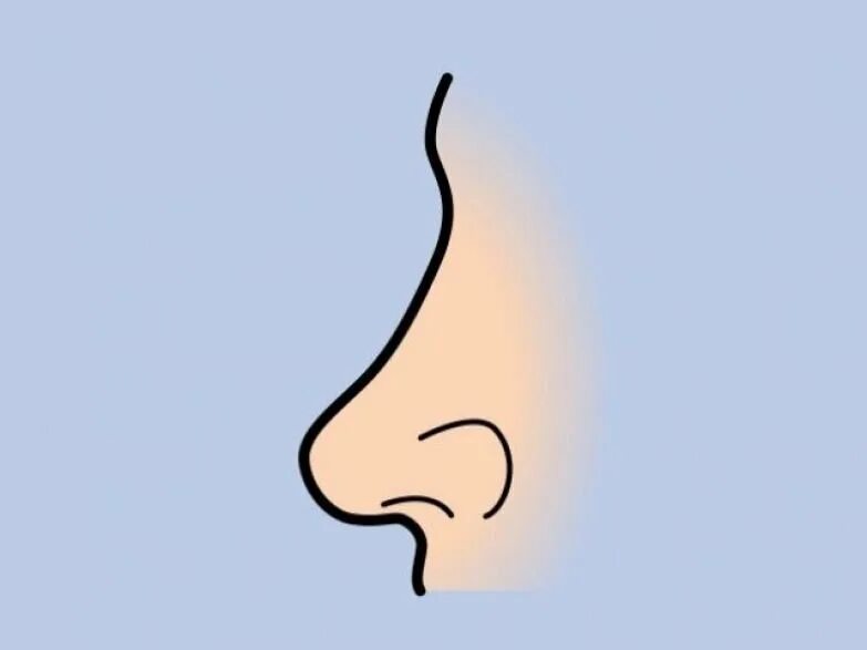 Нос. Человеческий нос. Нарисовать нос. Изображение носа. Покажи картинки носа