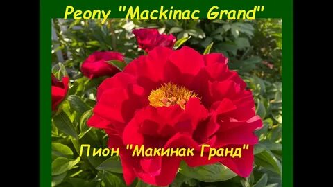 Пион макинак гранд отзывы