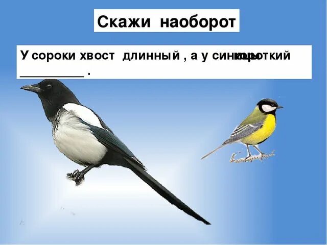 Сорока с длинным хвостом. Почему у сороки длинный хвост. Зимующая птица с длинным хвостиком. Ворона ласково. Ворон ласково