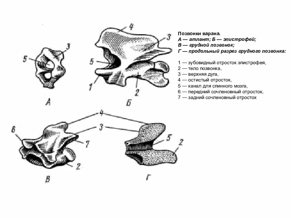 Атлант строение позвонка. Хвостовые позвонки ящерицы. Шейные позвонки человека атлант и эпистрофей. Поясничный позвонок вид сверху и вид сбоку. Внутреннее строение пресмыкающихся кости.