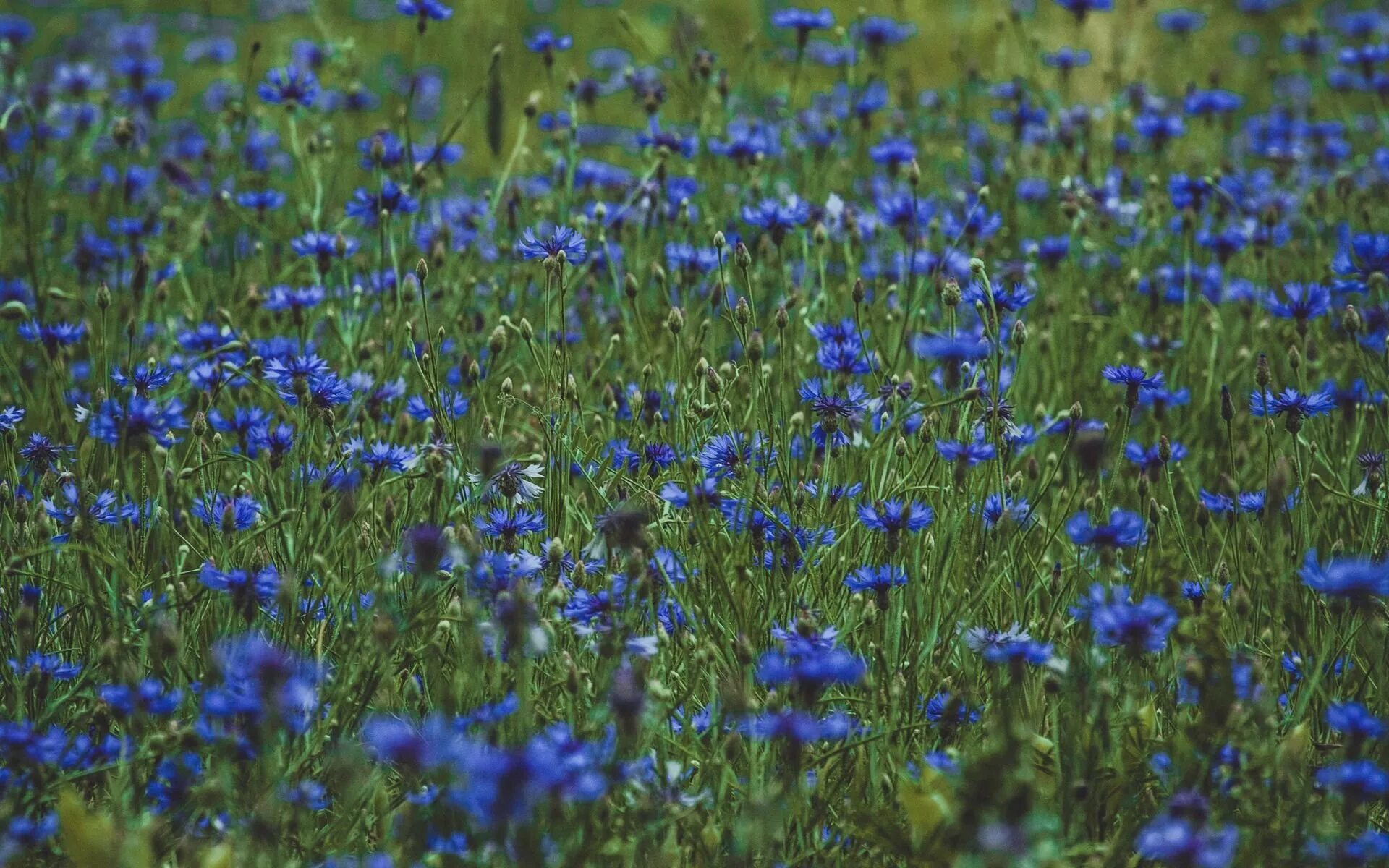 Лютик голубой полевой. Шалфей Луговой синее поле. Синие полевые цветы. Полевые цветы синего цвета. Трава с голубыми цветами на ш