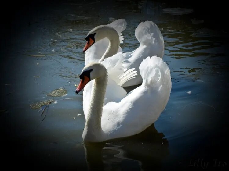 Лебедь лебедушка песня. Лебеди танцуют. «Танец лебедей». Танец Лебедушка. Лебедь танец на воде.