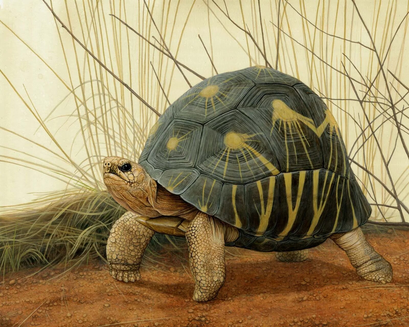 целебесская черепаха. земноморская черепаха. черепаха берти. оранжевая черепаха. сен-санс карнавал животных черепахи.