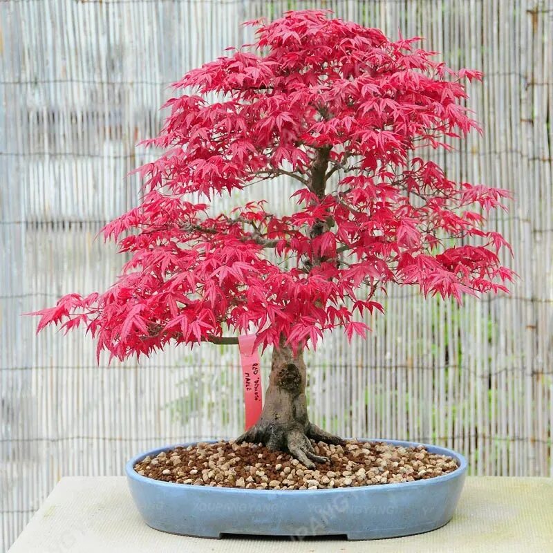 Красивое небольшое дерево. Acer palmatum Atropurpureum бонсай. Клен Пальматум бонсай. Японский клен бонсай. Бонсай красный клен.
