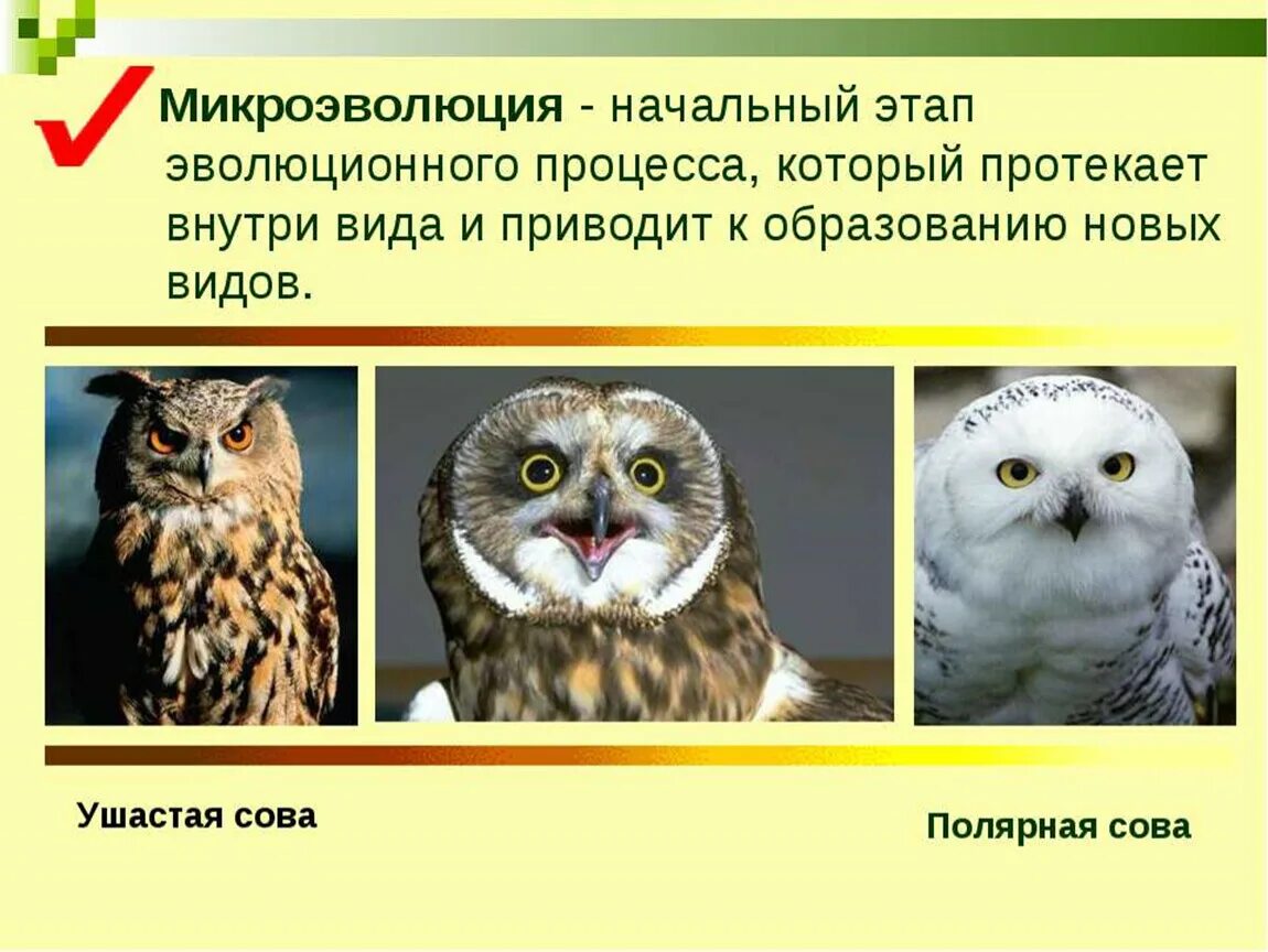 Материал для микроэволюции. Микроэволюция. Микроэволюция это в биологии. Микроэволюция примеры. Микроэволюция факторы эволюции.