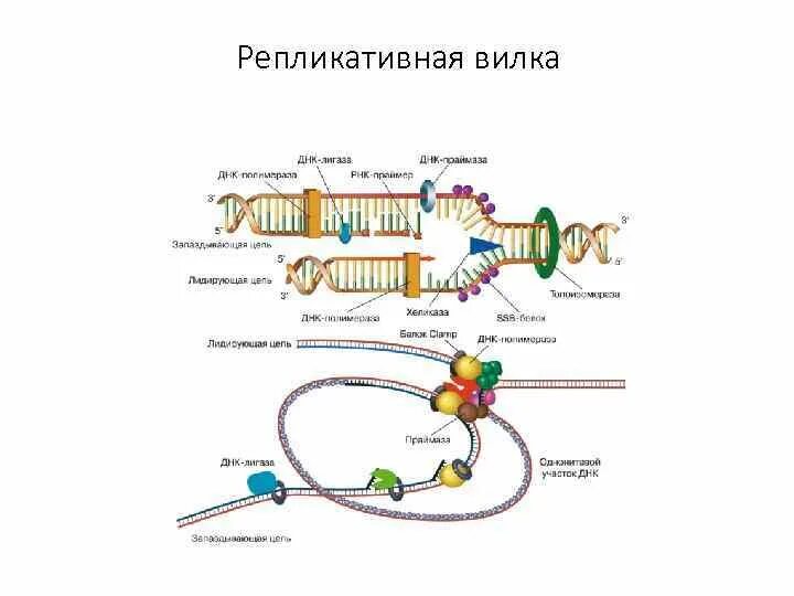 Какой цифрой на схеме обозначена репликационная вилка. Репликационная вилка схема. репликативная вилка прокариот. схема репликативной вилки. репликативная вилка это в биологии.
