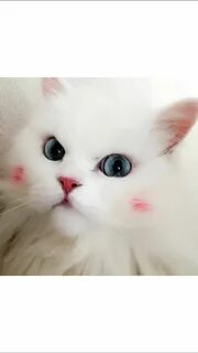 Мило серьезный