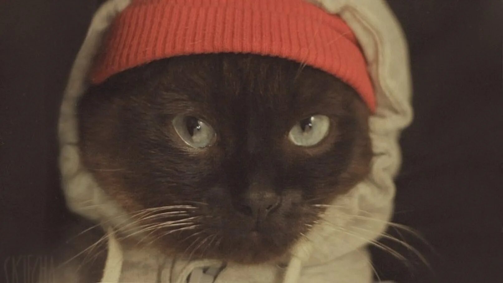 Кот репер. Кот рэпер. чёткий кот рэпер. кот рэпер картинки. кот илья.