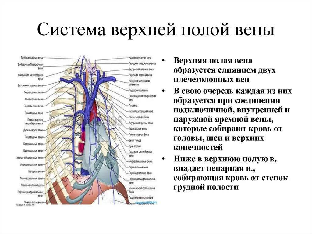Верхняя полая Вена анатомия топография. Система верхней и нижней полой вены. Венозная система анатомия верхняя полая Вена. Верхняя полая Вена и нижняя полая Вена анатомия.