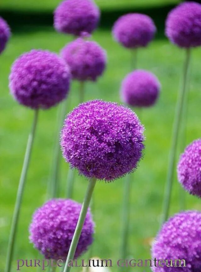 Фиолетовые цветы шарами. Аллиум Гигантеум Роуз. Аллиум фиолетовый. Краспедия шаровидная аллиум. Аллиум перпл Рейн.