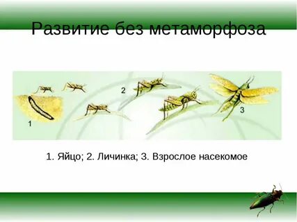 Пищевая цепь с личинкой поденки