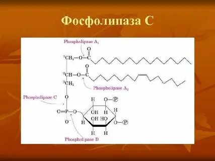 Фосфолипаза