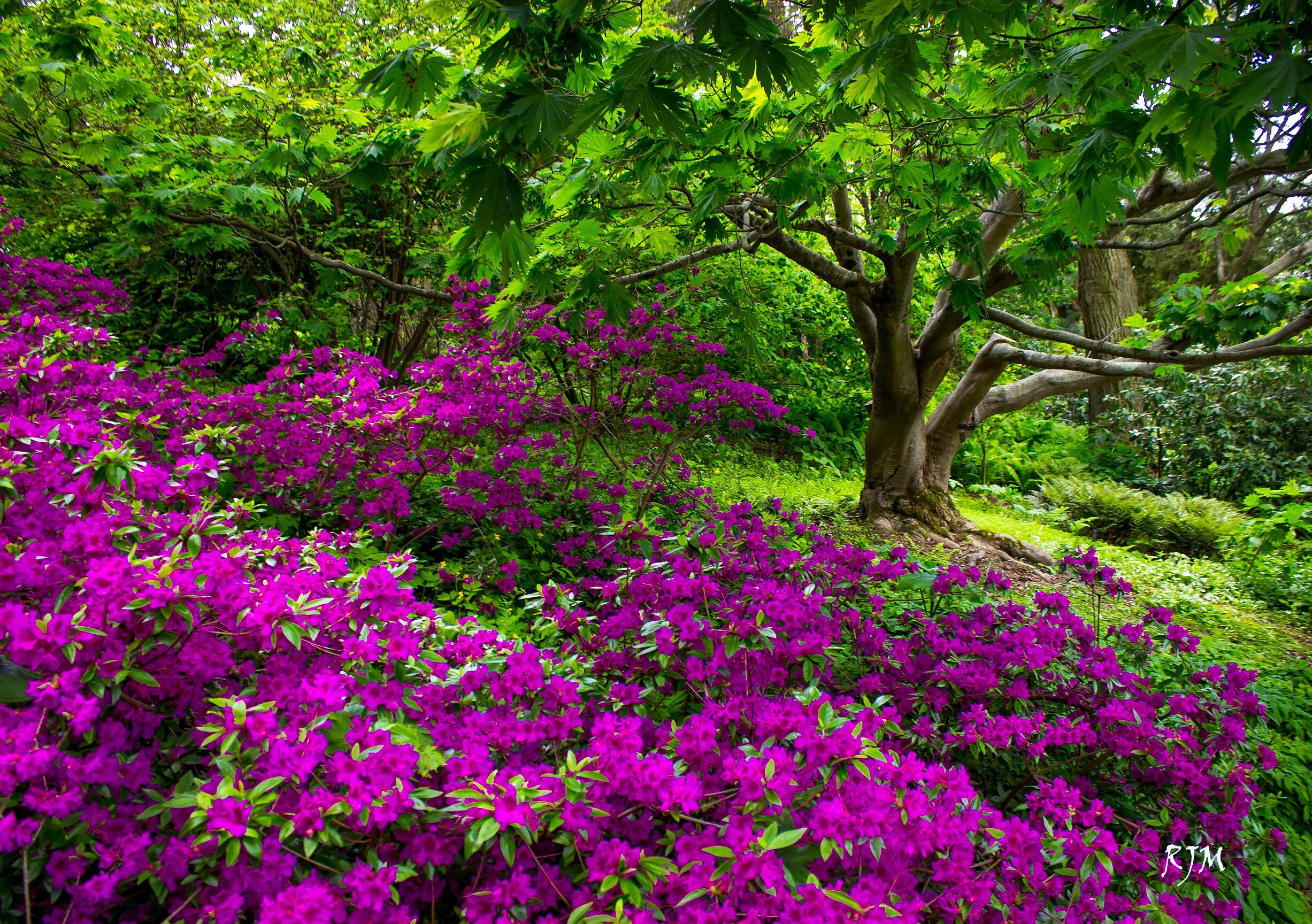 Природа растения картинки. Цветущий куст рододендрон. Удивительная красота растений. Цветочное дерево.