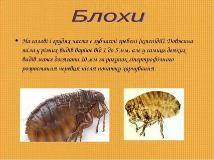 Блоха поговорка