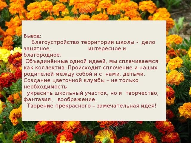 Бархатцы значение цветка. Циния бархатцы ноготки. проект на тему бархатцы. проект цветы для школьной клумбы. проект школьная клумба презентация.