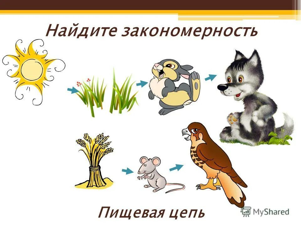 Развитие форм поведения животных. Закономерность животных. Закономерности с отгадкой. Закономерности задания для дошкольников. Закономерности развития организма.