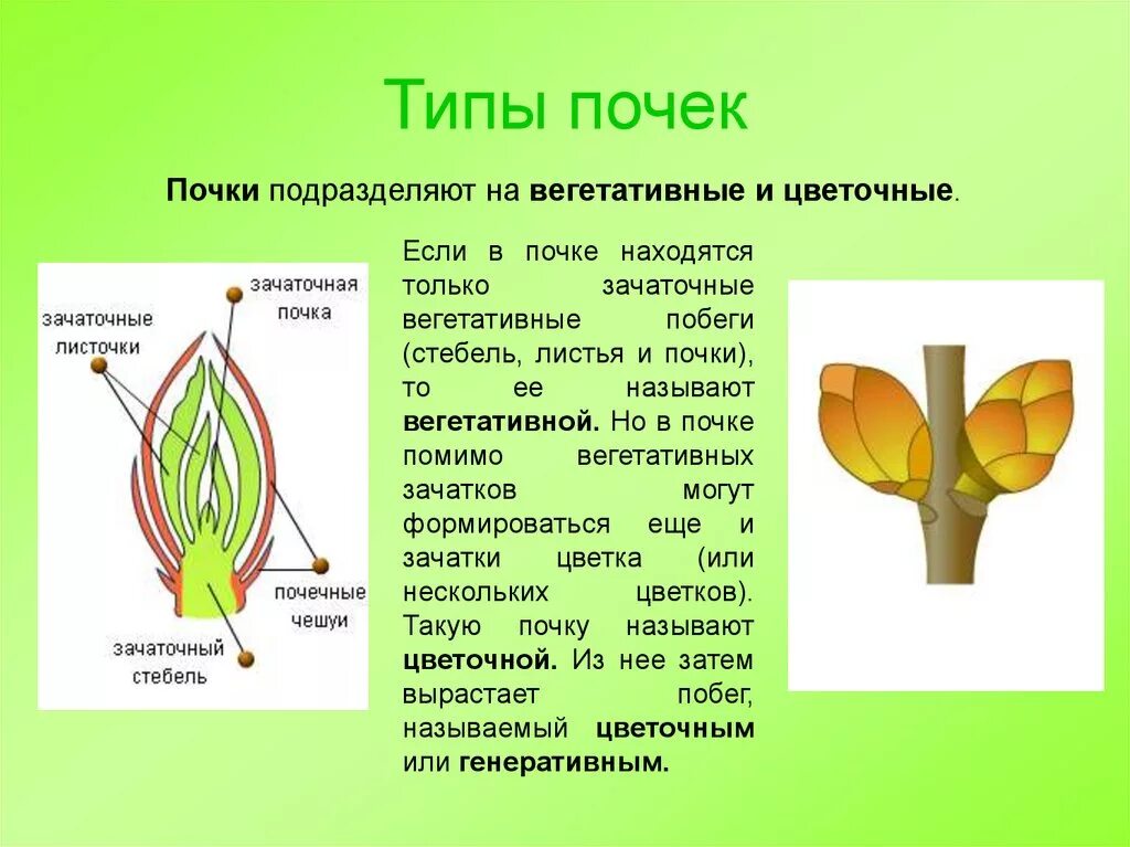 Образование цветка появление вегетативных. Строение генеративной почки побега. Строение побега зачаточный стебель. Строение листовых почек биология 6. Строение генеративной почки почки 6 класс биология.