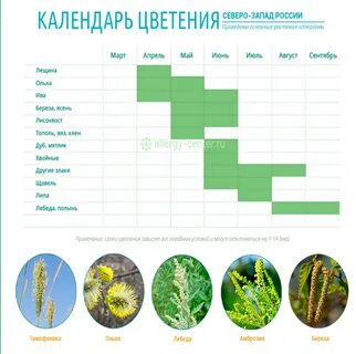 Время цветения березы