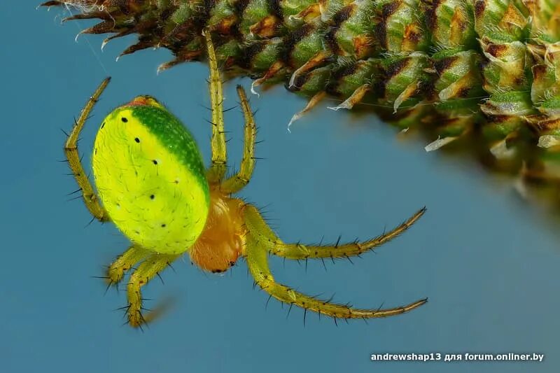 Roly Polies Aren't Actually Bugs And Now We're Questioning Everything Pill bug, 