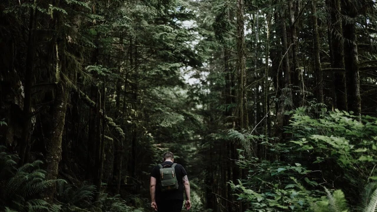 The Trip: Kuldiha Forest - The Other Side Of Life