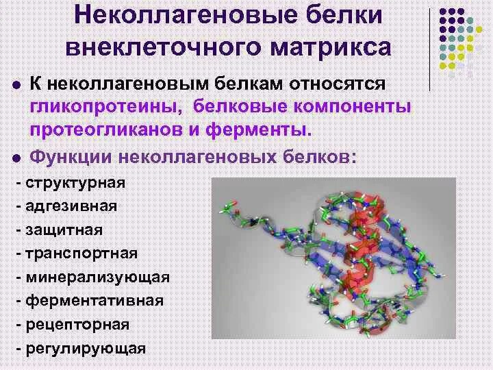 Белковый элемент. Неколлагеновые белки. Основные неколлагеновые белки межклеточного матрикса. Основные белки соединительной ткани. Белки внеклеточного матрикса и их функции.
