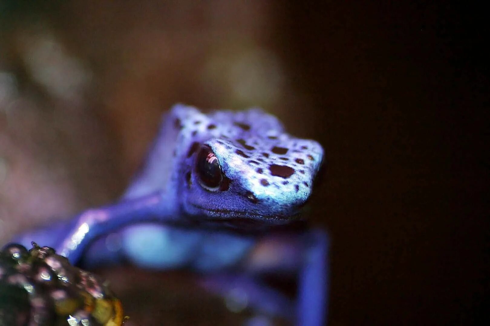 Фиолетовая лягушка. Индийская пурпурная лягушка. Сиреневая лягушка.