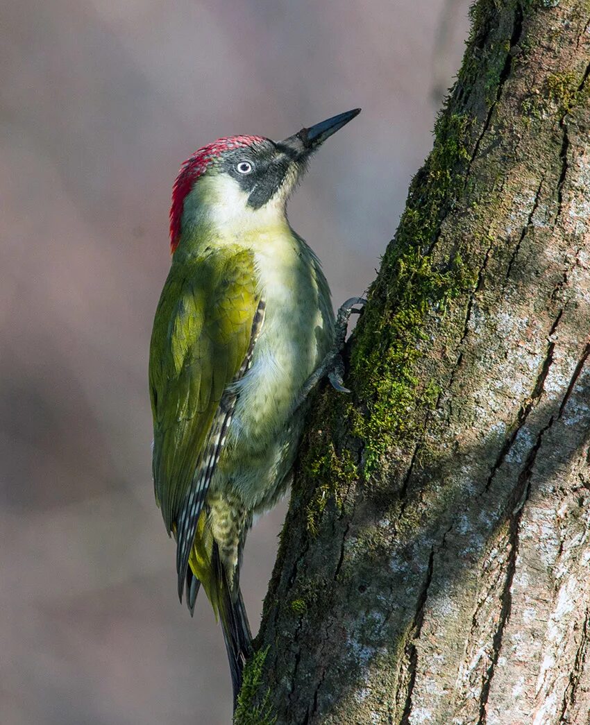 Зеленый дятел -Picus viridis Linnaeus (1758). Picus viridis (зеленый дятел). Левайлантов зелёный дятел. Зелёный дя́тел (Picus viridis).