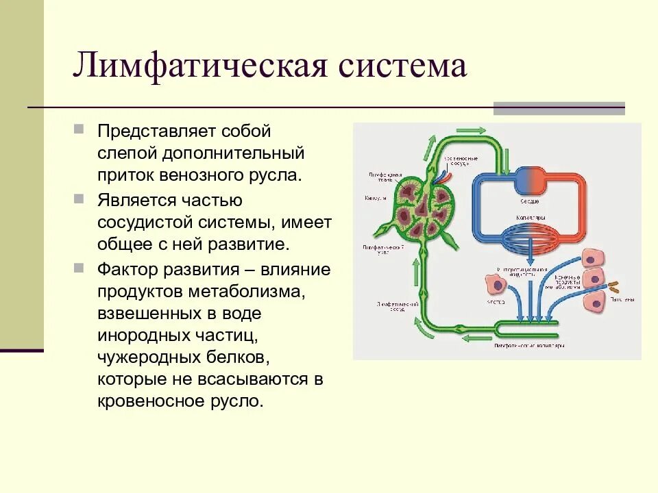 Человек это система представляющая собой. Лимфатическая система является частью. Что представляет собой лимфа. Лимфатическая система впадает. Лимфатическая система схема.