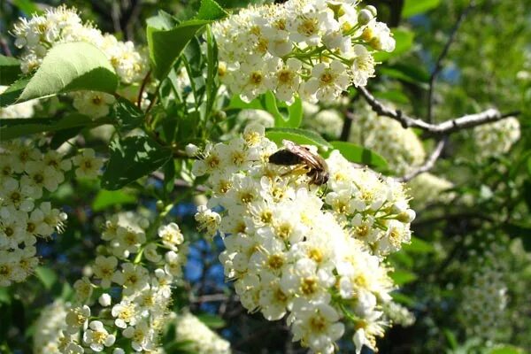 цветение черёмухи. цветущая черемуха москаева. черемуха макро. вот уже появились душистые кисти на черемухе. черемуха в окне.