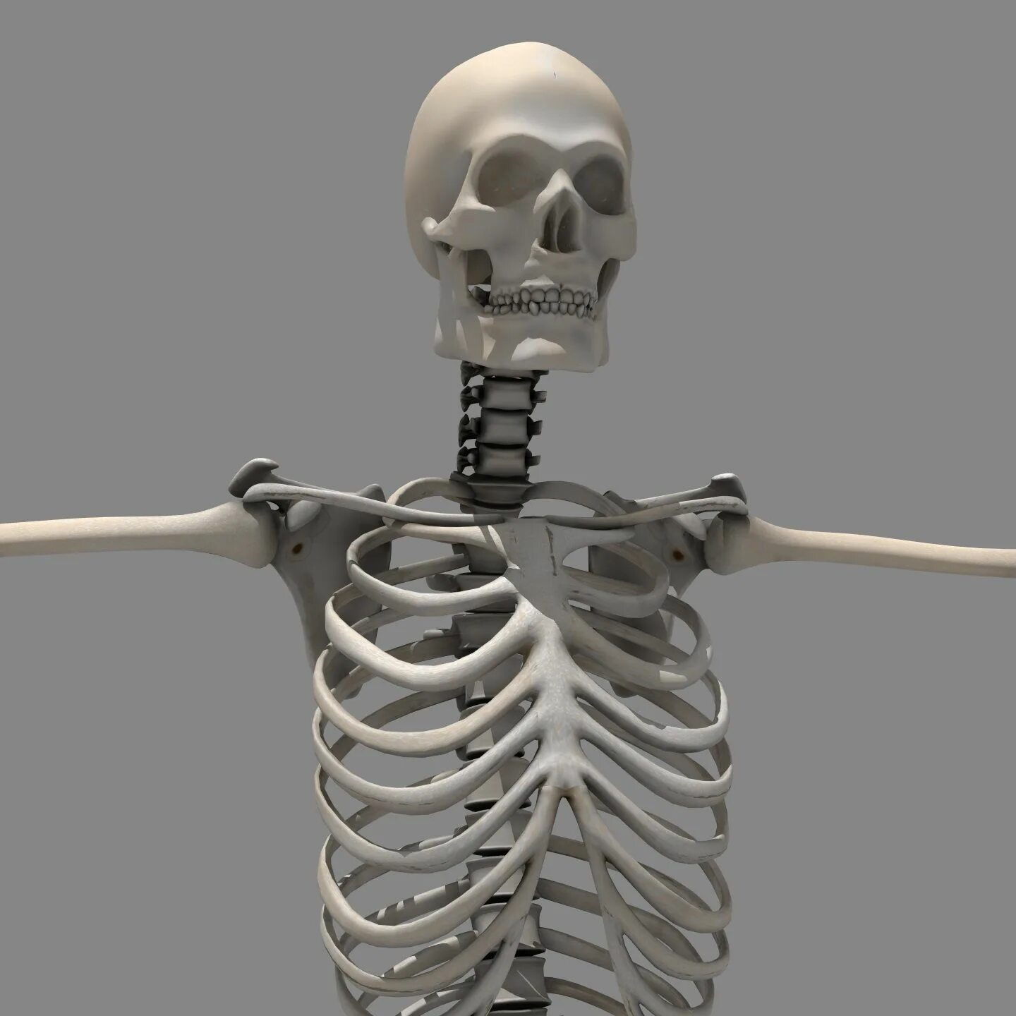 Три д скелет человека. Скелет 3д. Скелет человека 3d модель. Скелет на 3д принтере. Модель скелета для 3д принтера.