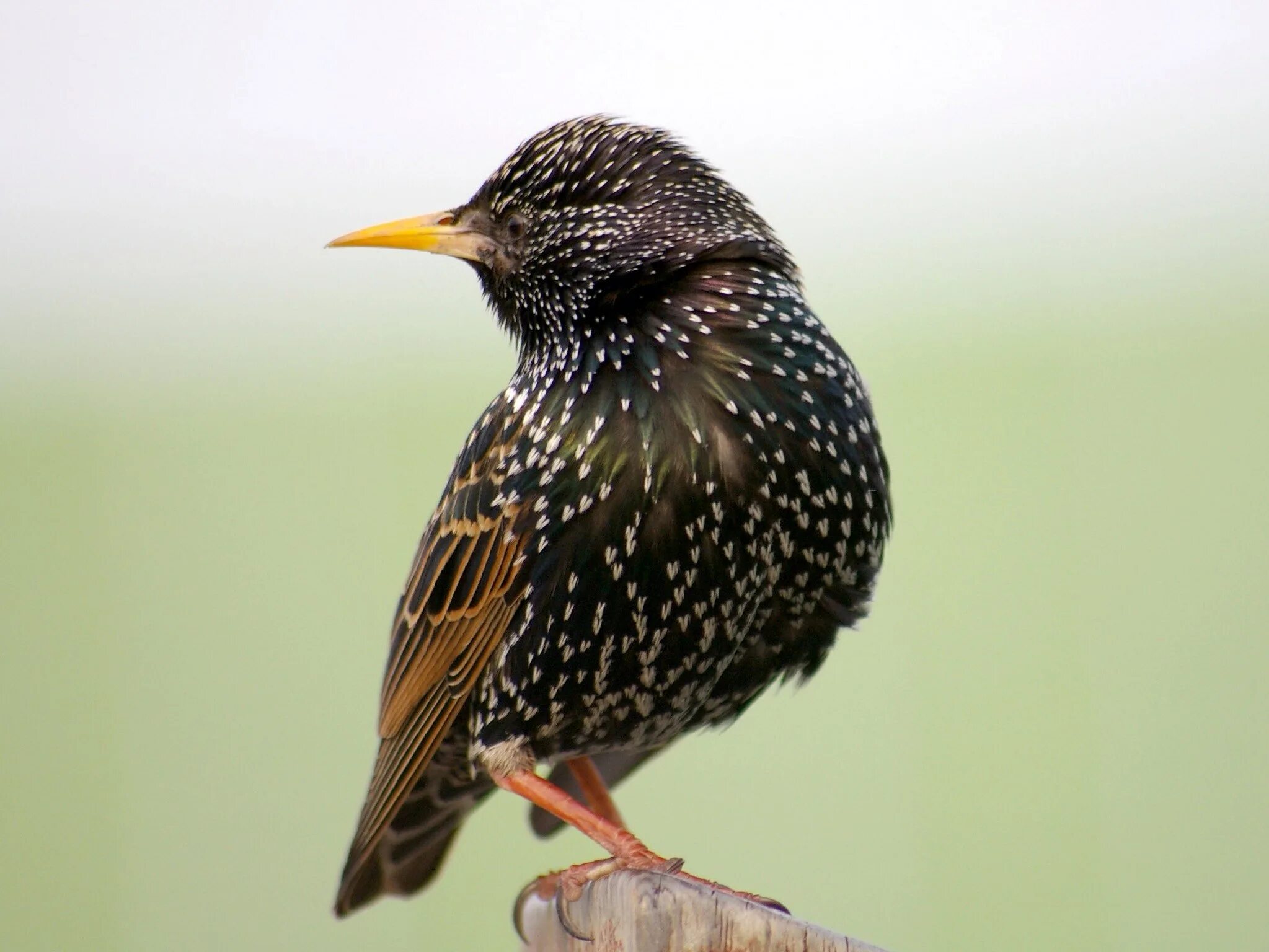 Шпак птица. Обыкновенный скворец шпак. Шпак скворец. Капский скворец. Балтийский скворец фото.