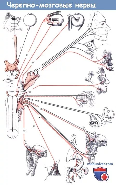 Иннервация черепно мозговых нервов. 12 Пар черепно мозговых нервов. 7 Черепно-мозговой нерв. Черепно мозговые нервы рисунок. 12 Черепно мозговых нервов функции.