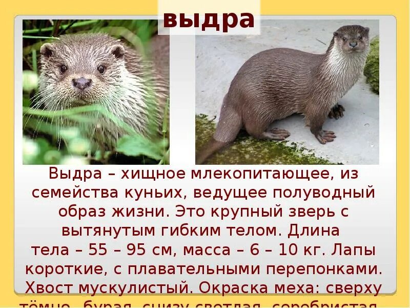 Ласка обыкновенная (mustela nivalis). Крот обыкновенный описание. Ласка описание. Семейство куньих. Известно что ласка обыкновенная хищное млекопитающее.