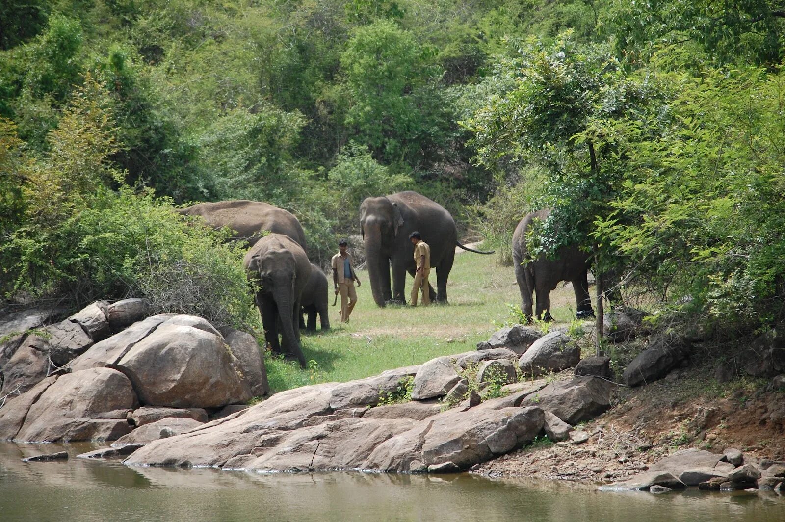 Национальный парк 2 класс. Bannerghatta National Park. Национальный парк Индии. Перияр Индия. Нац парки Индии.