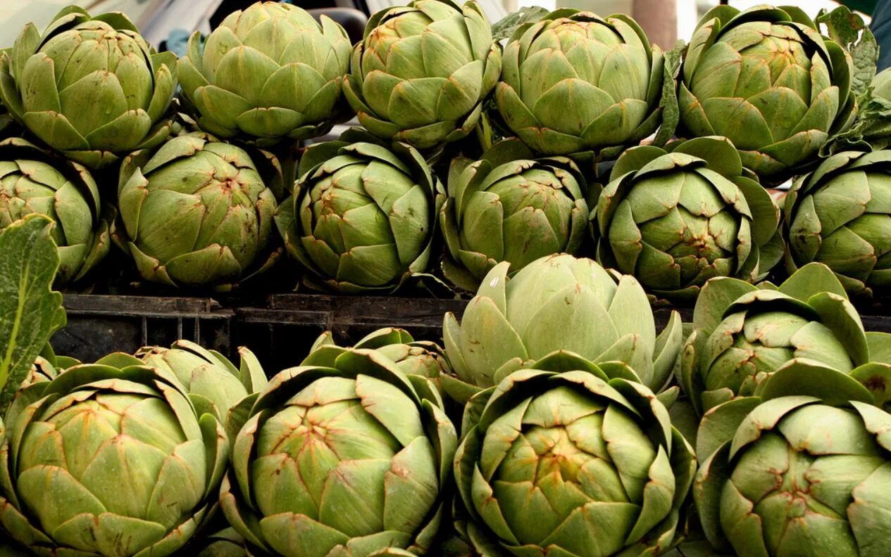 Артишок выращивание. Артишок посевной. Артишок куст. Артишок многолетний. Артишок выращивание.