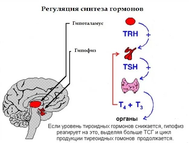 Гормон роста и гормоны щитовидной. Синтез гормонов щитовидной железы схема. Регуляция синтеза тиреоидных гормонов. Механизм действия тиреоидных гормонов щитовидной железы. Регуляция биосинтеза гормонов щитовидной железы.