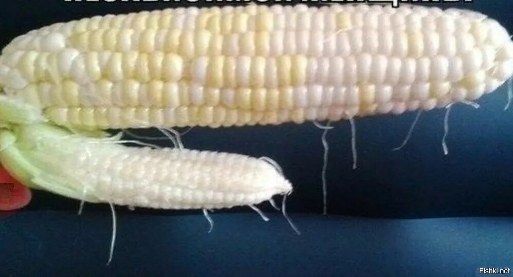 Большая кукурузина. Шутки про кукурузу. Кукуруза сильной и независимой женщины. Кукурузина прикол. Приколы про Кукурузинку.