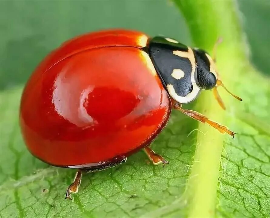 Сорт божья коровка. Бесточечная Божья коровка. Cycloneda sanguinea. Божья коровка циклонеда. Божья коровка без точек.