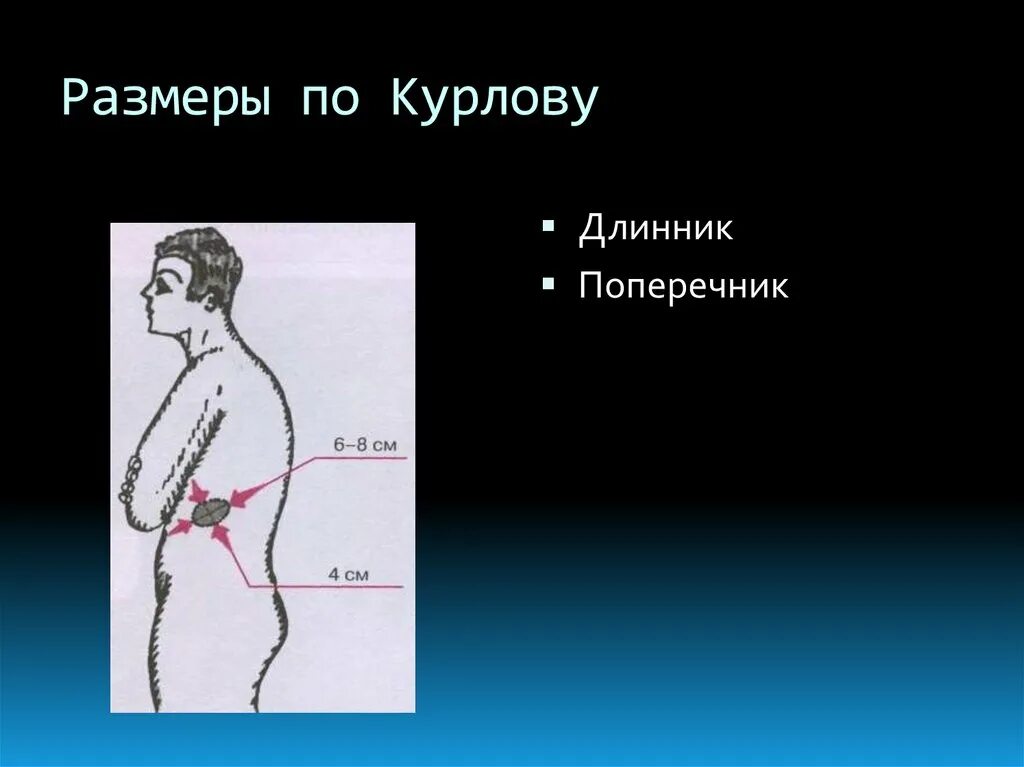 Размеры сердца по курлову. Размеры селезенки длинник и поперечник. Длинник и поперечник по курлову. Длинник сердца по курлову. Селезенка по курлову